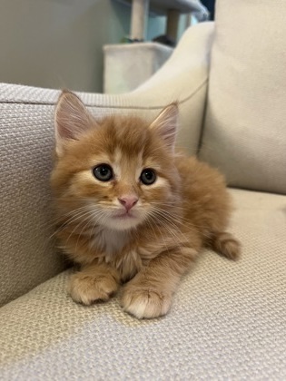 Ron