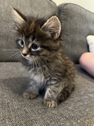 Narcissa
