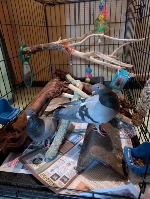 Delta / Bravo, Adult Female Pigeon