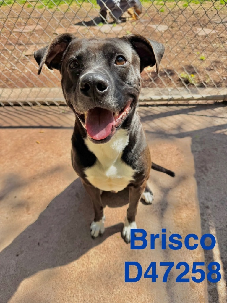 Brisco