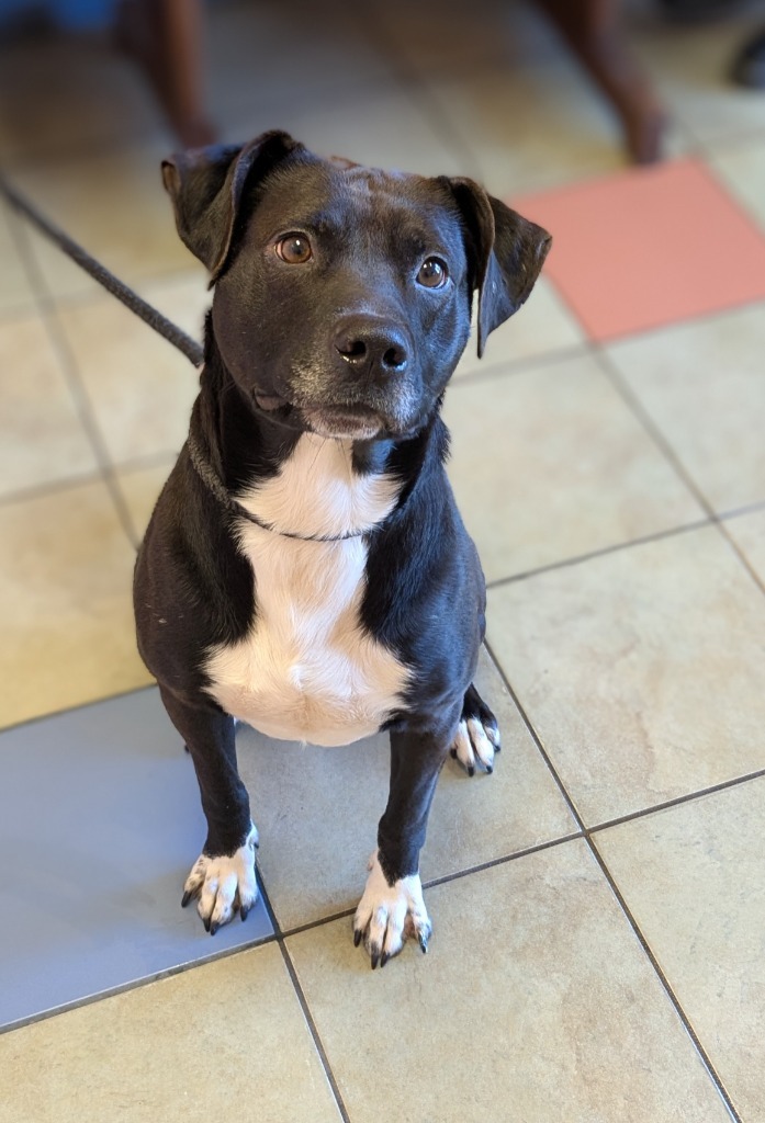 Brisco