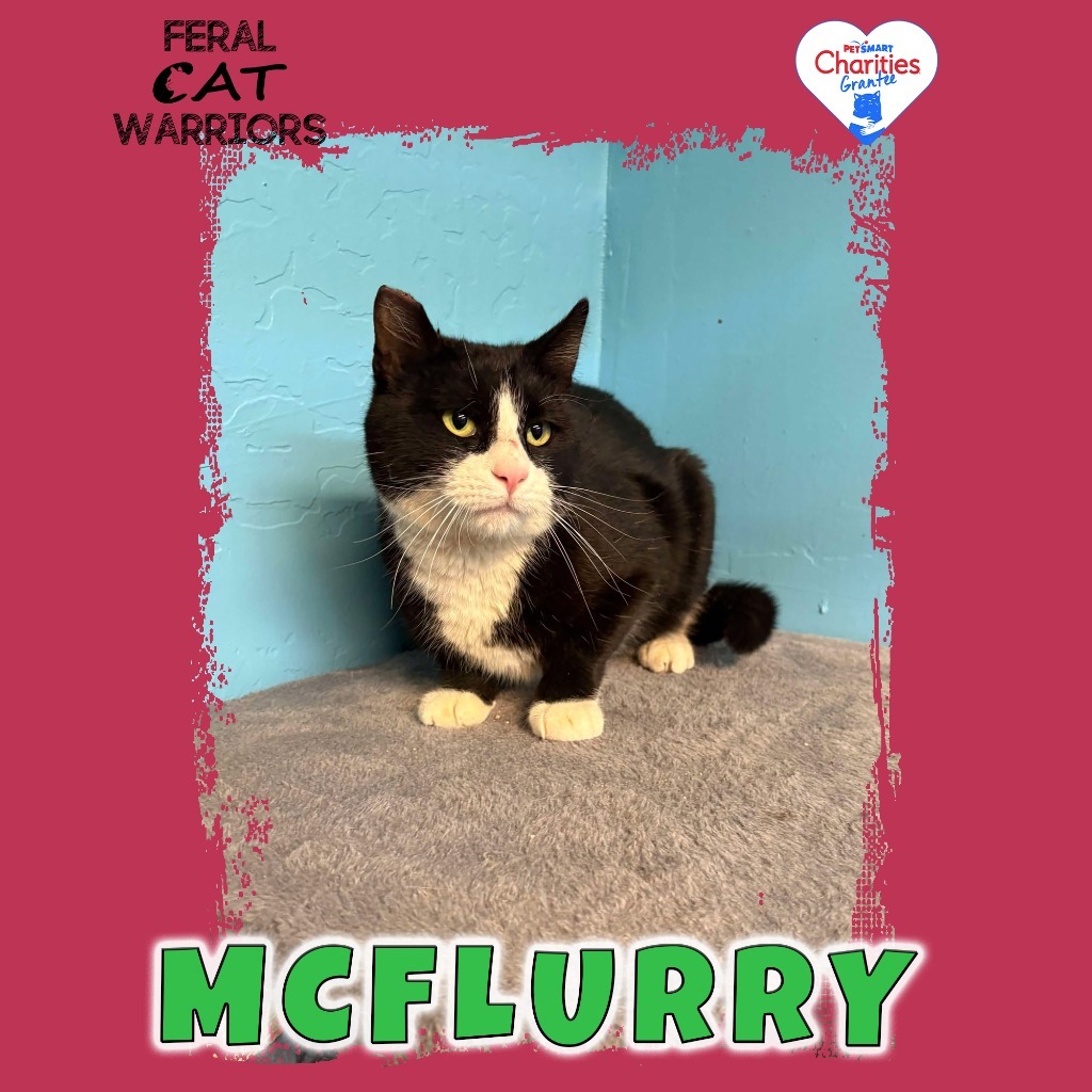 Mcflurry, an adoptable Domestic Short Hair in Kingman, AZ, 86401 | Photo Image 1