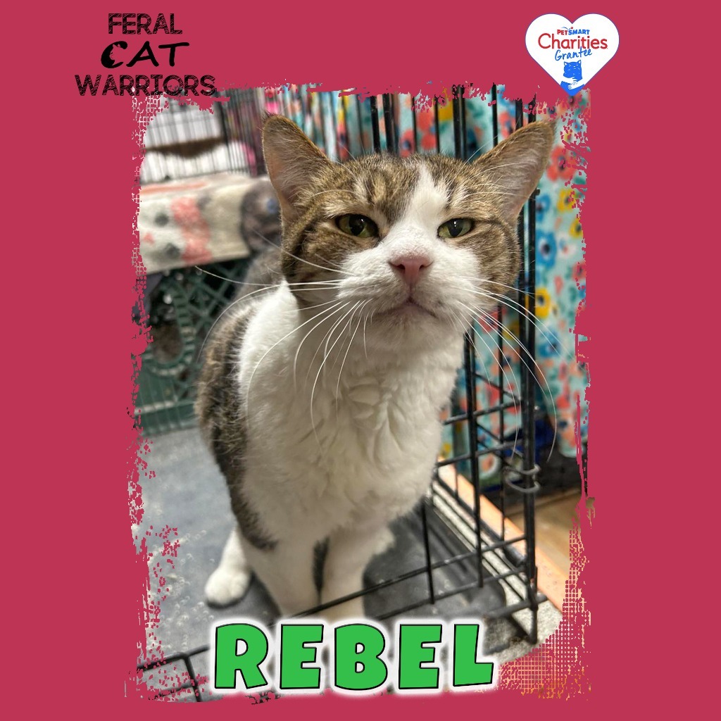 Rebel, an adoptable Domestic Short Hair in Kingman, AZ, 86401 | Photo Image 1