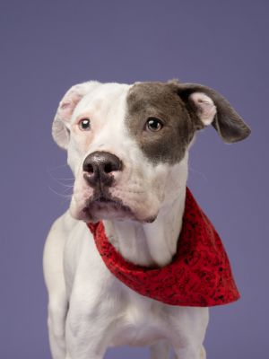 Meet Cheddar This sweet and spunky pup is bursting with personality and puppy energy Cheddar is a 
