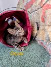 Oscar photo 1