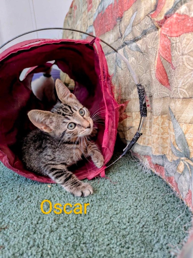 Oscar