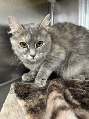 Terra, an adoptable Domestic Medium Hair, Domestic Short Hair in Pendleton, OR, 97801 | Photo Image 1