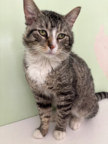 Roland, an adoptable Domestic Short Hair in Pendleton, OR, 97801 | Photo Image 1