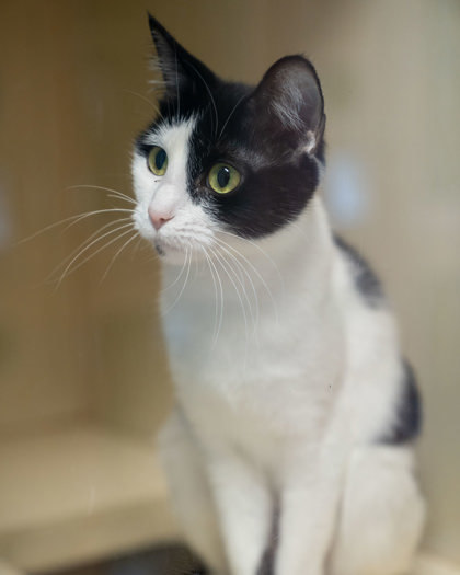 Silvie, an adoptable Domestic Short Hair in Pequot Lakes, MN, 56472 | Photo Image 1