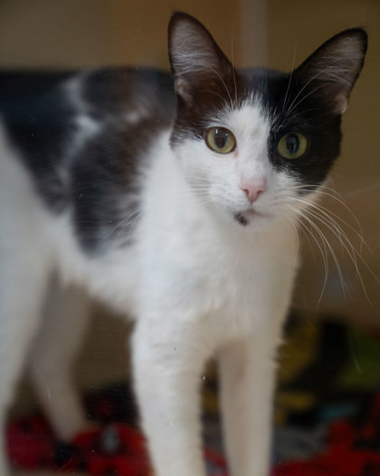 Silvie, an adoptable Domestic Short Hair in Pequot Lakes, MN, 56472 | Photo Image 2