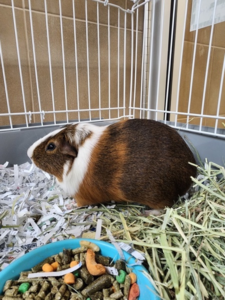 Oreo