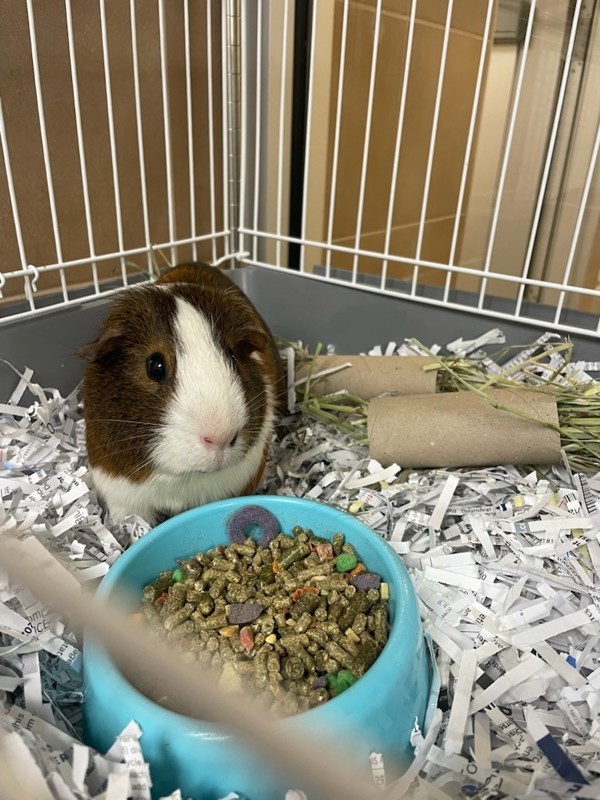 Oreo