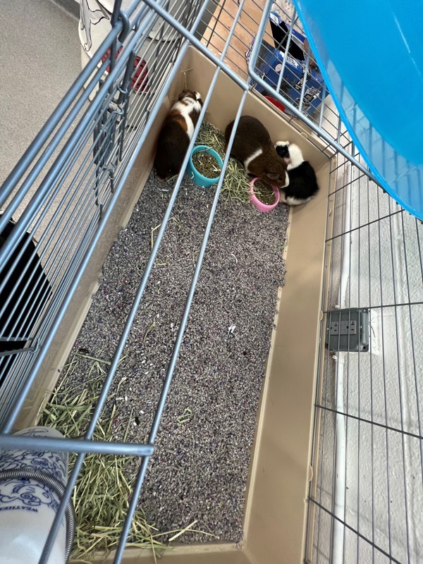Oreo