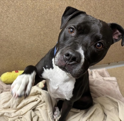Flash - Seeking URGENT Foster!