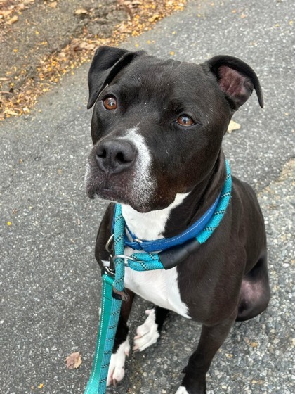 Flash - Seeking URGENT Foster!