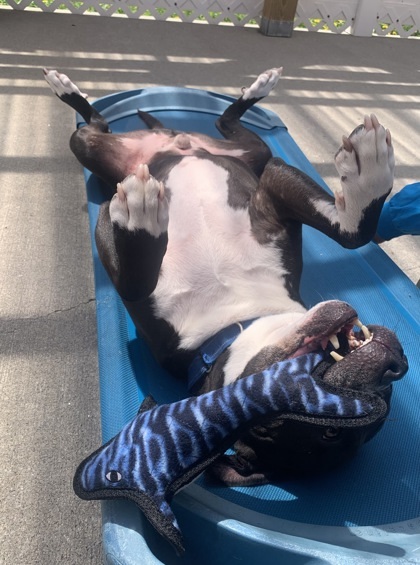 Flash - Seeking URGENT Foster!