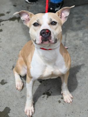 Mandarina-mandarins-sweet Mandarina is a 3 year old medium-sized girl with a heart of gold She is 