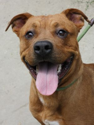 Kaiser is a 1-year-old golden-tan mix with a heart full of love He may be a bit shy at first