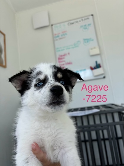 Agave