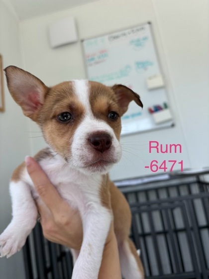 Rum