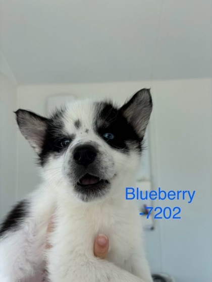 Blue Berry