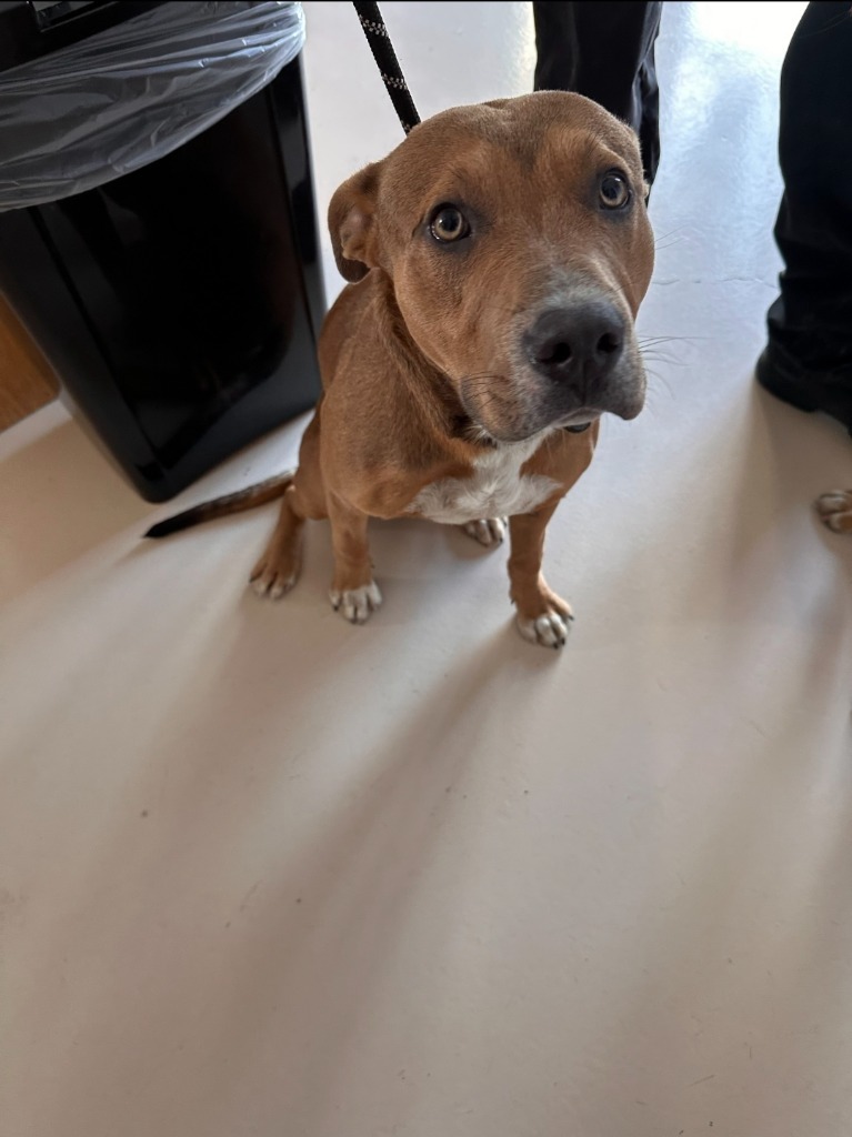 Lando