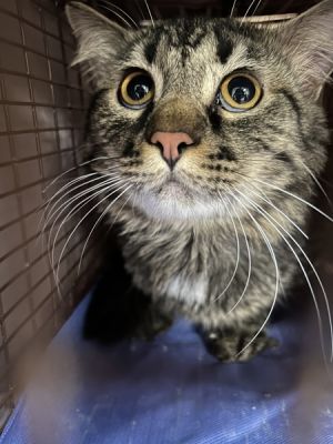 Remmington is very shy and hesitant with new people Once comfortable he is incredibly sweet He lo