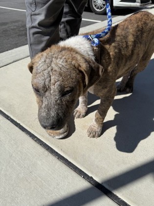 Apollo-ADOPTED