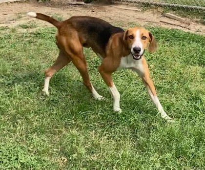 Levi