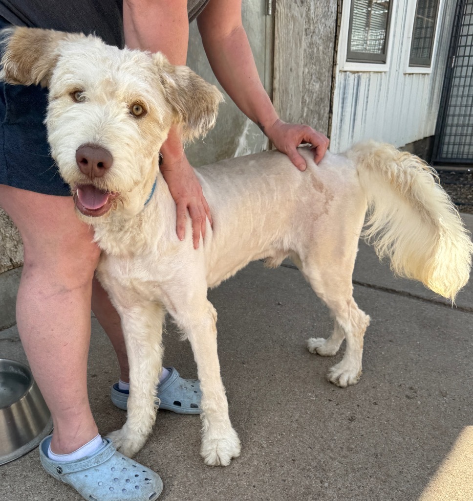 Leche, an adoptable Husky, Poodle in Hastings, NE, 68901 | Photo Image 1