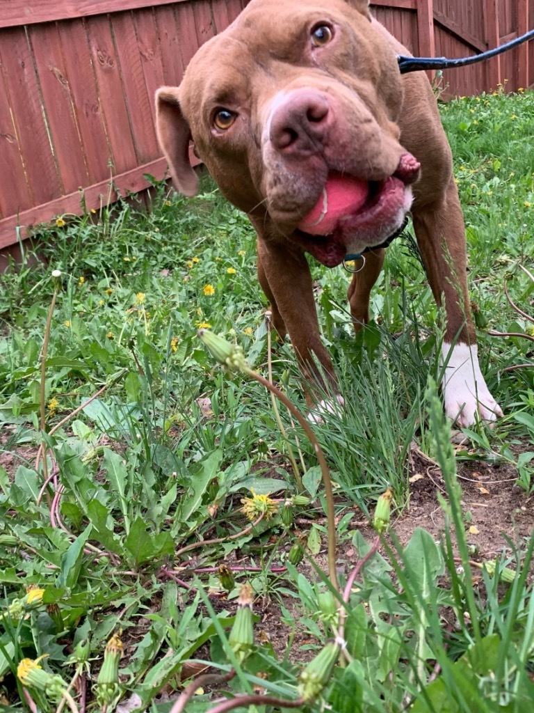 Meatloaf