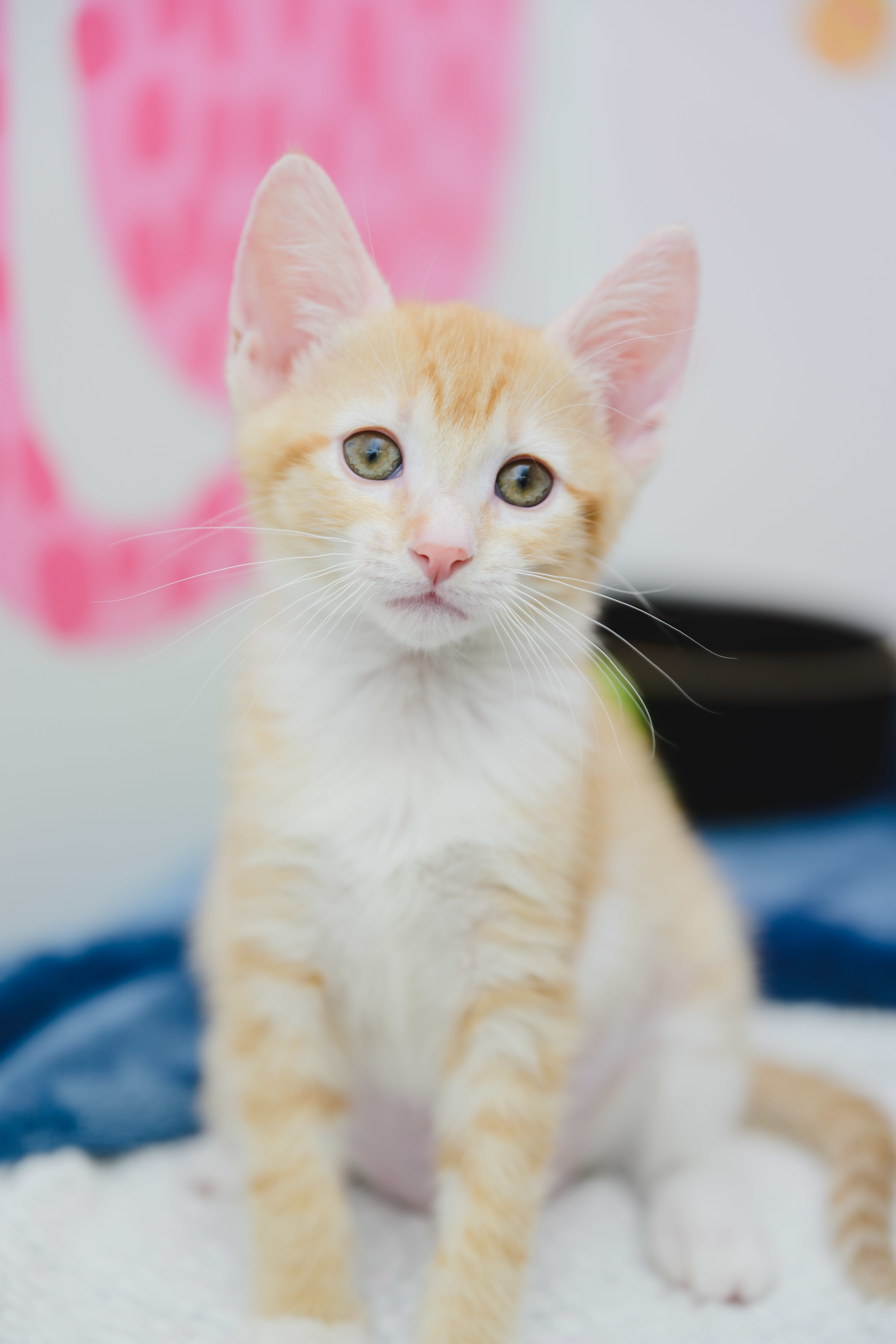 Queso, an adoptable Domestic Short Hair in Honolulu, HI, 96826 | Photo Image 1