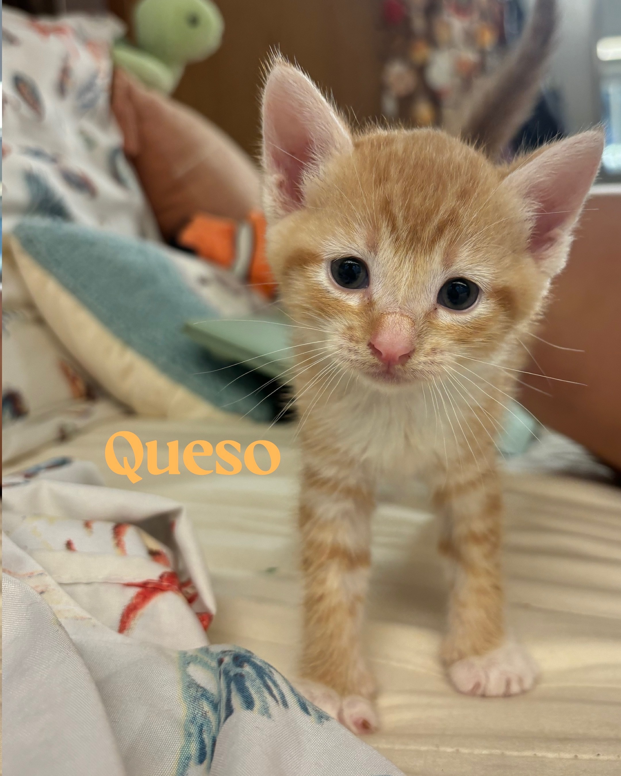 Queso, an adoptable Domestic Short Hair in Honolulu, HI, 96826 | Photo Image 2