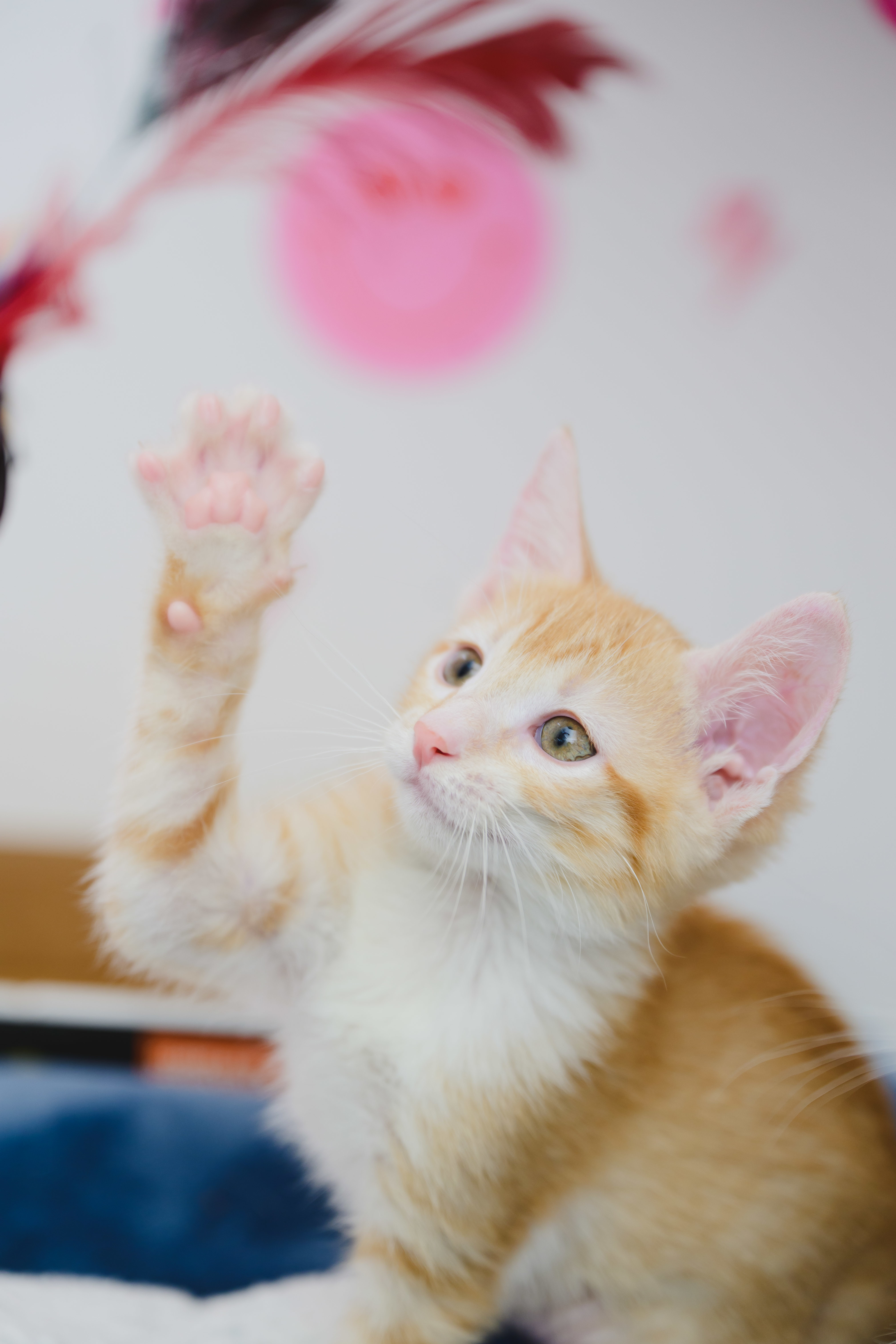 Queso, an adoptable Domestic Short Hair in Honolulu, HI, 96826 | Photo Image 3