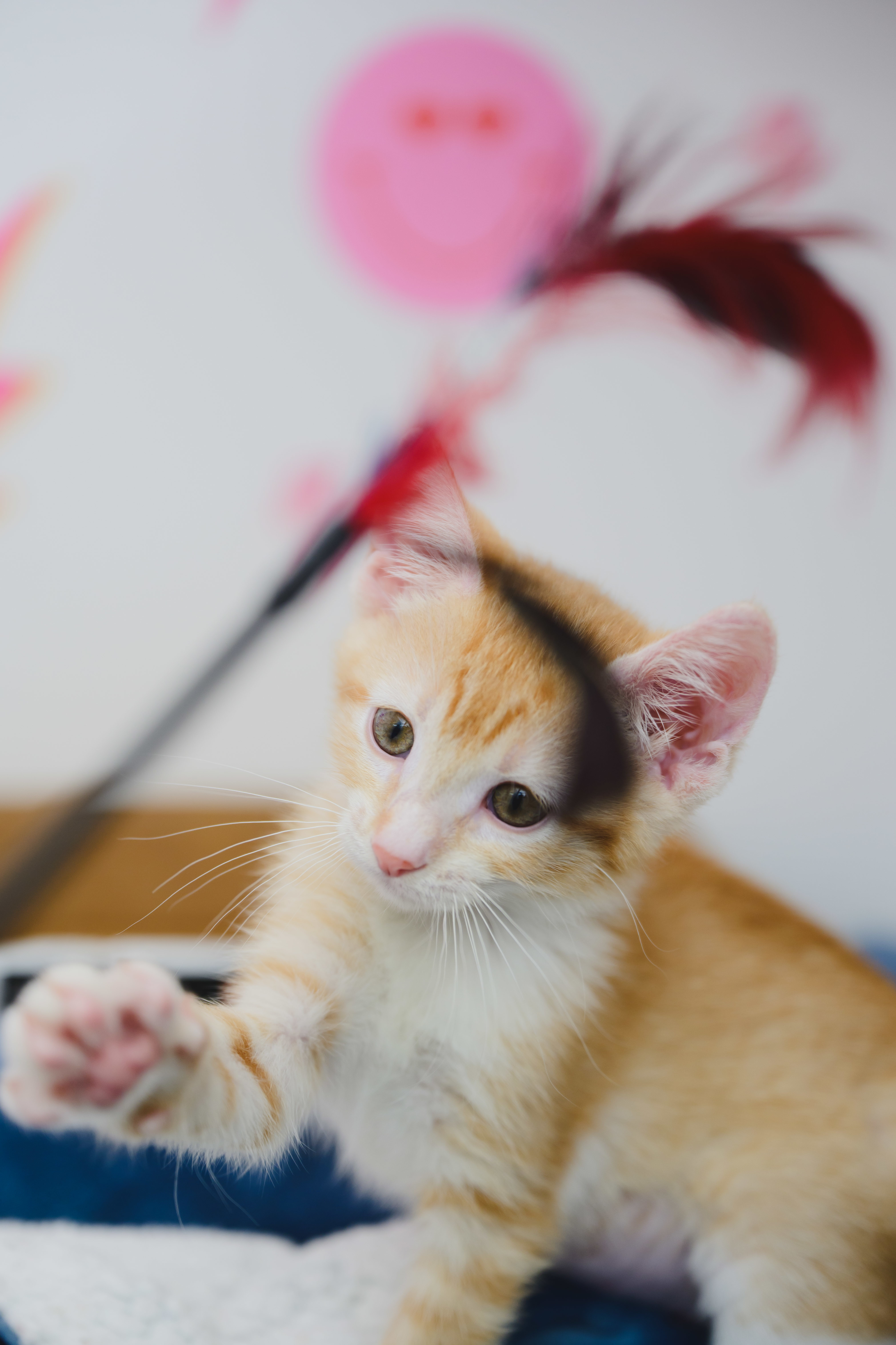 Queso, an adoptable Domestic Short Hair in Honolulu, HI, 96826 | Photo Image 4