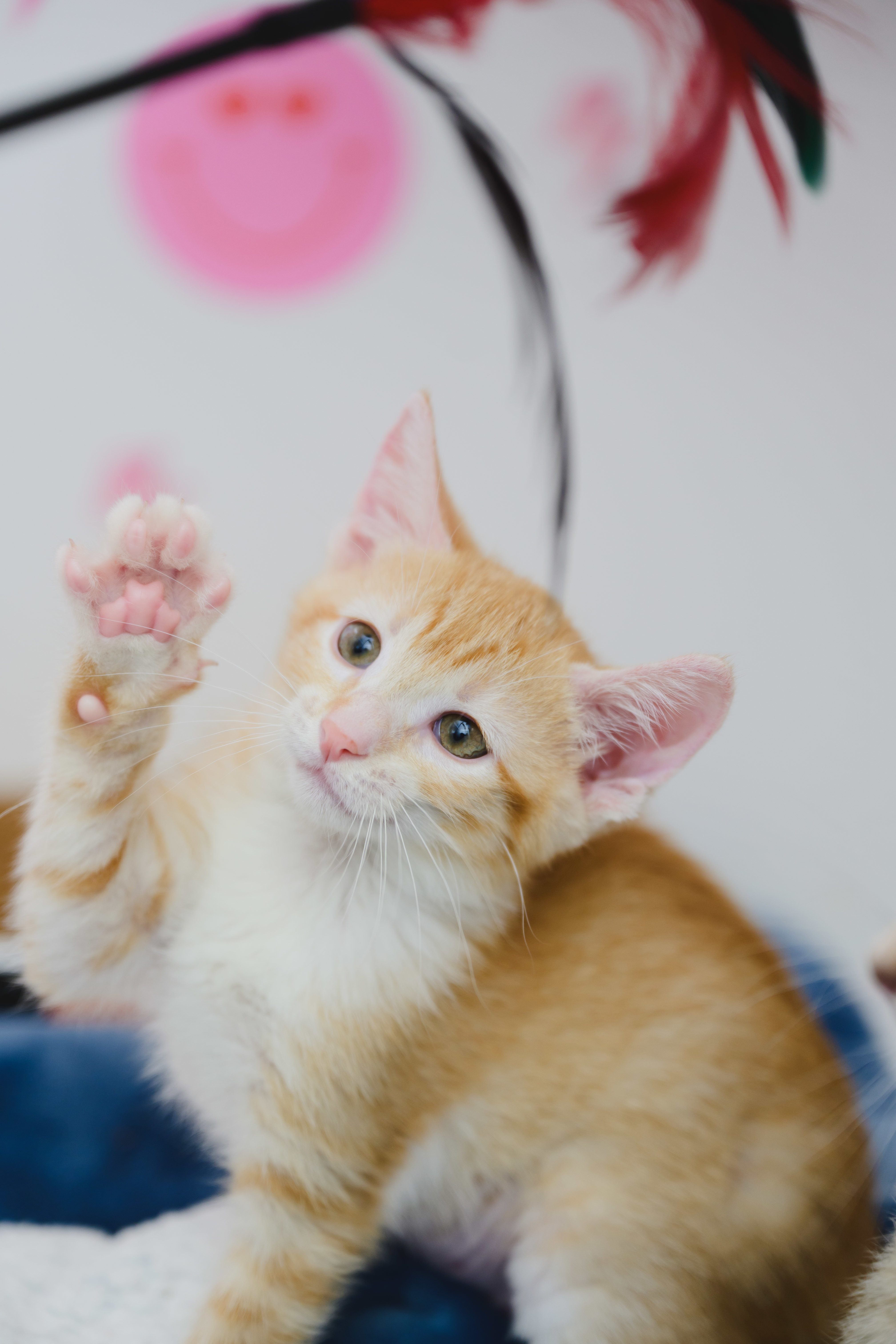 Queso, an adoptable Domestic Short Hair in Honolulu, HI, 96826 | Photo Image 5