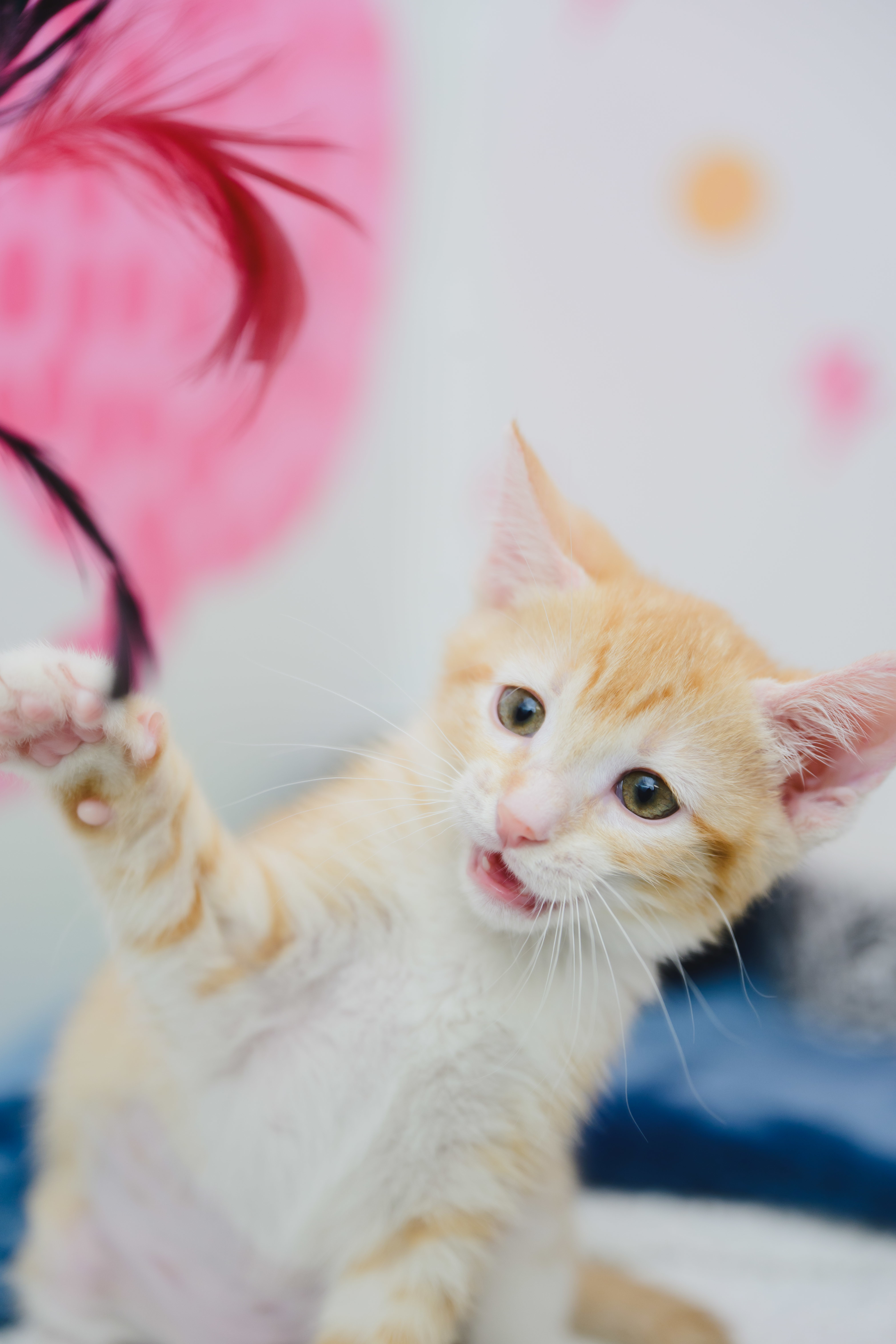 Queso, an adoptable Domestic Short Hair in Honolulu, HI, 96826 | Photo Image 6