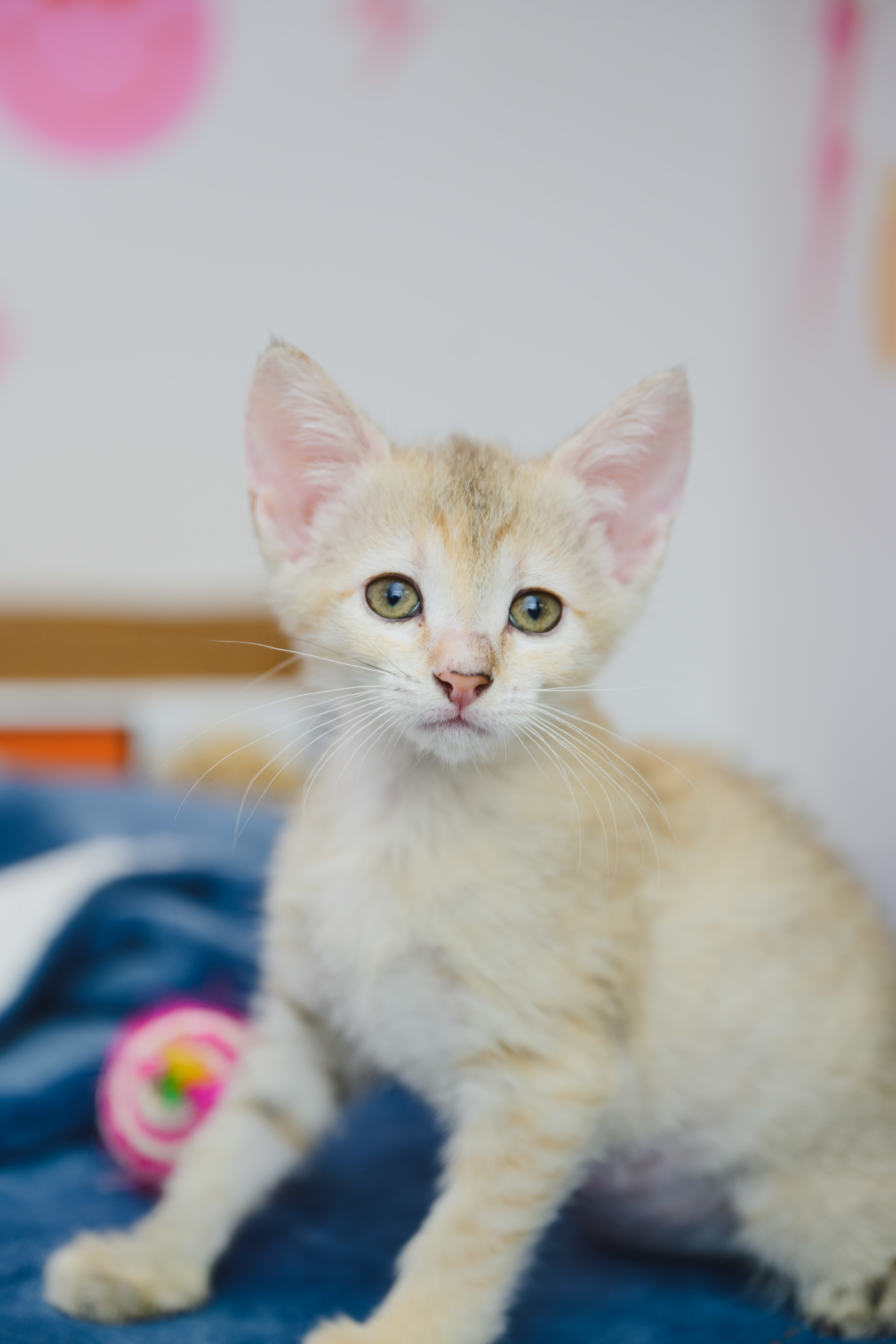Pinto (Beans), an adoptable Domestic Short Hair in Honolulu, HI, 96826 | Photo Image 1