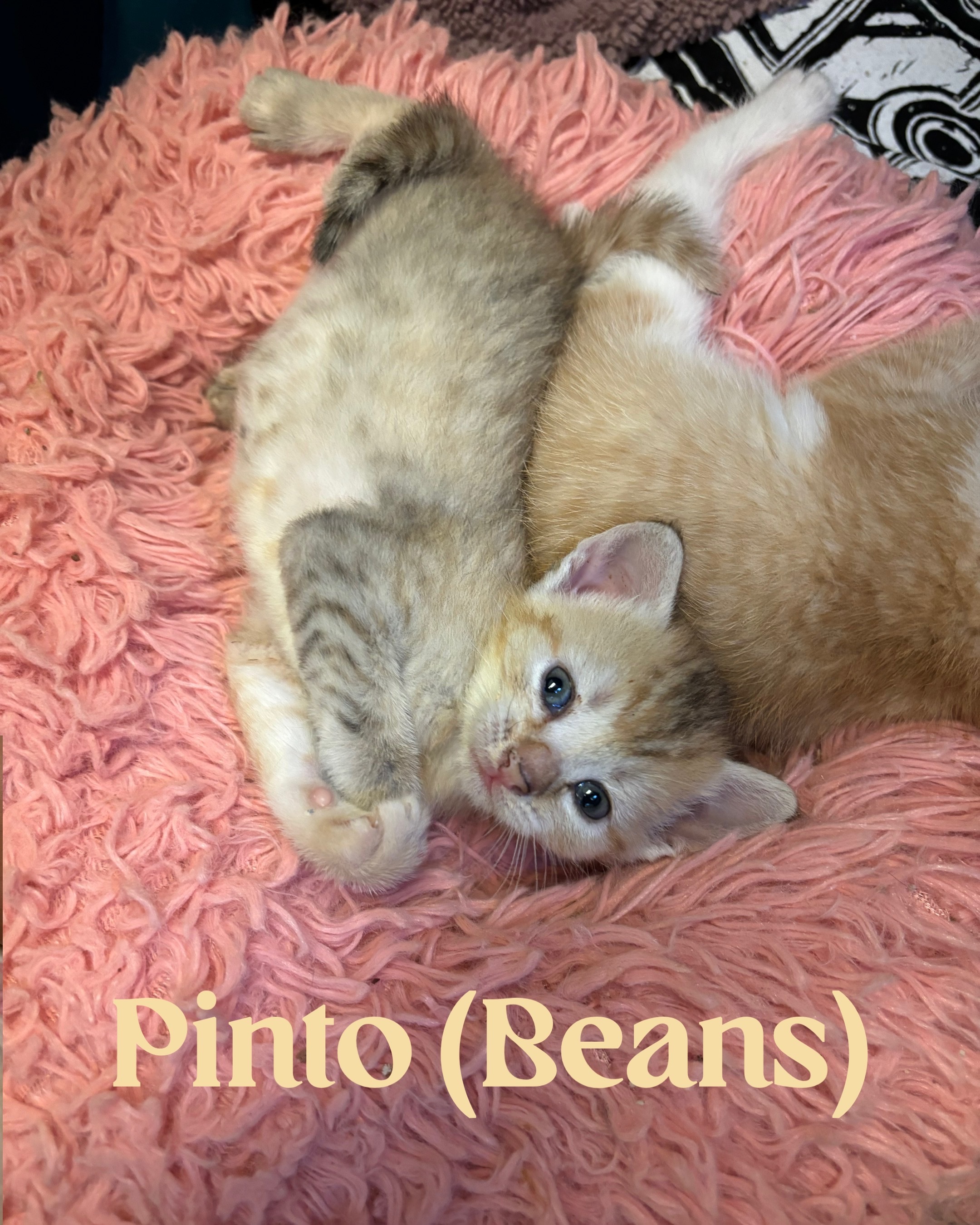 Pinto (Beans), an adoptable Domestic Short Hair in Honolulu, HI, 96826 | Photo Image 2