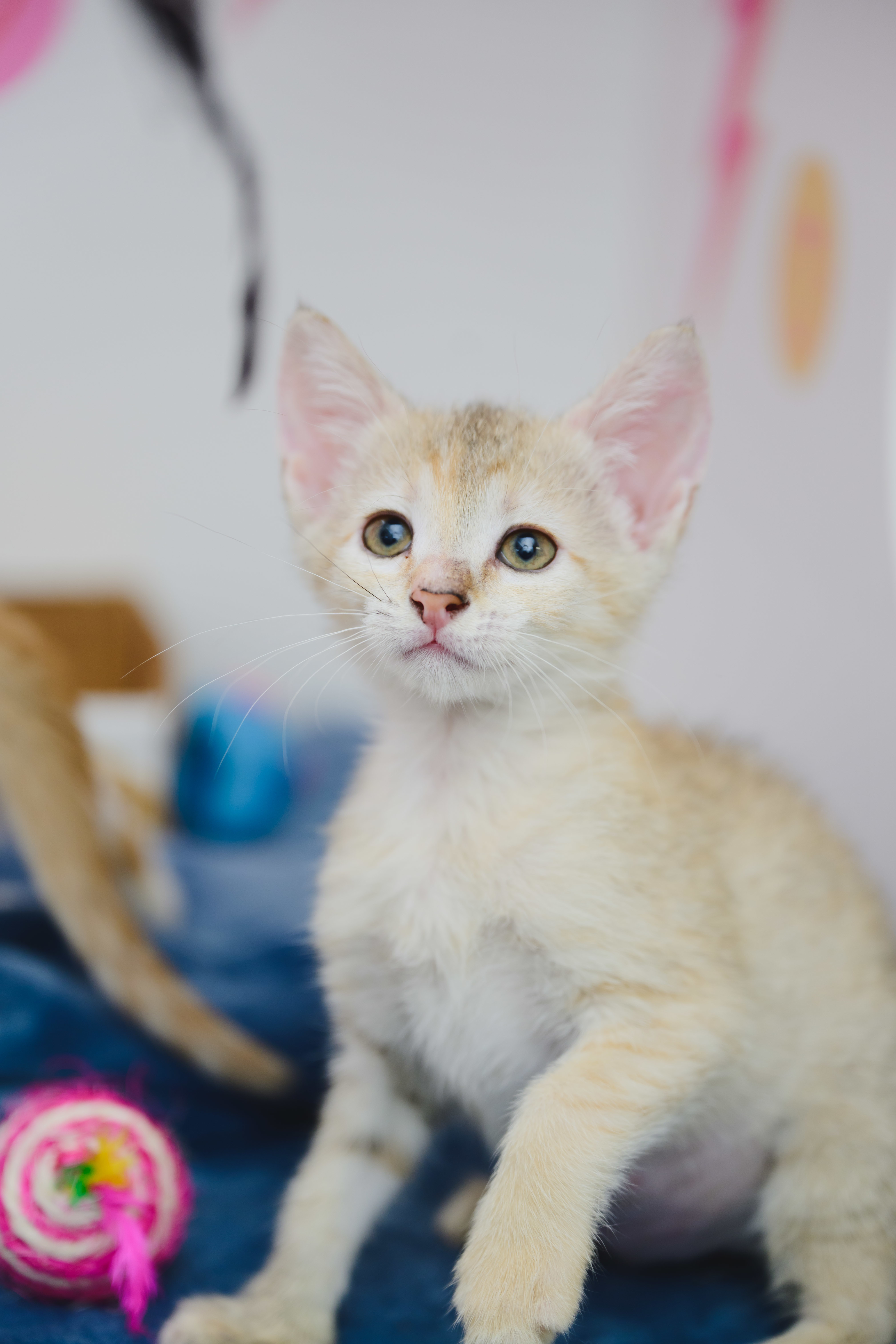 Pinto (Beans), an adoptable Domestic Short Hair in Honolulu, HI, 96826 | Photo Image 3