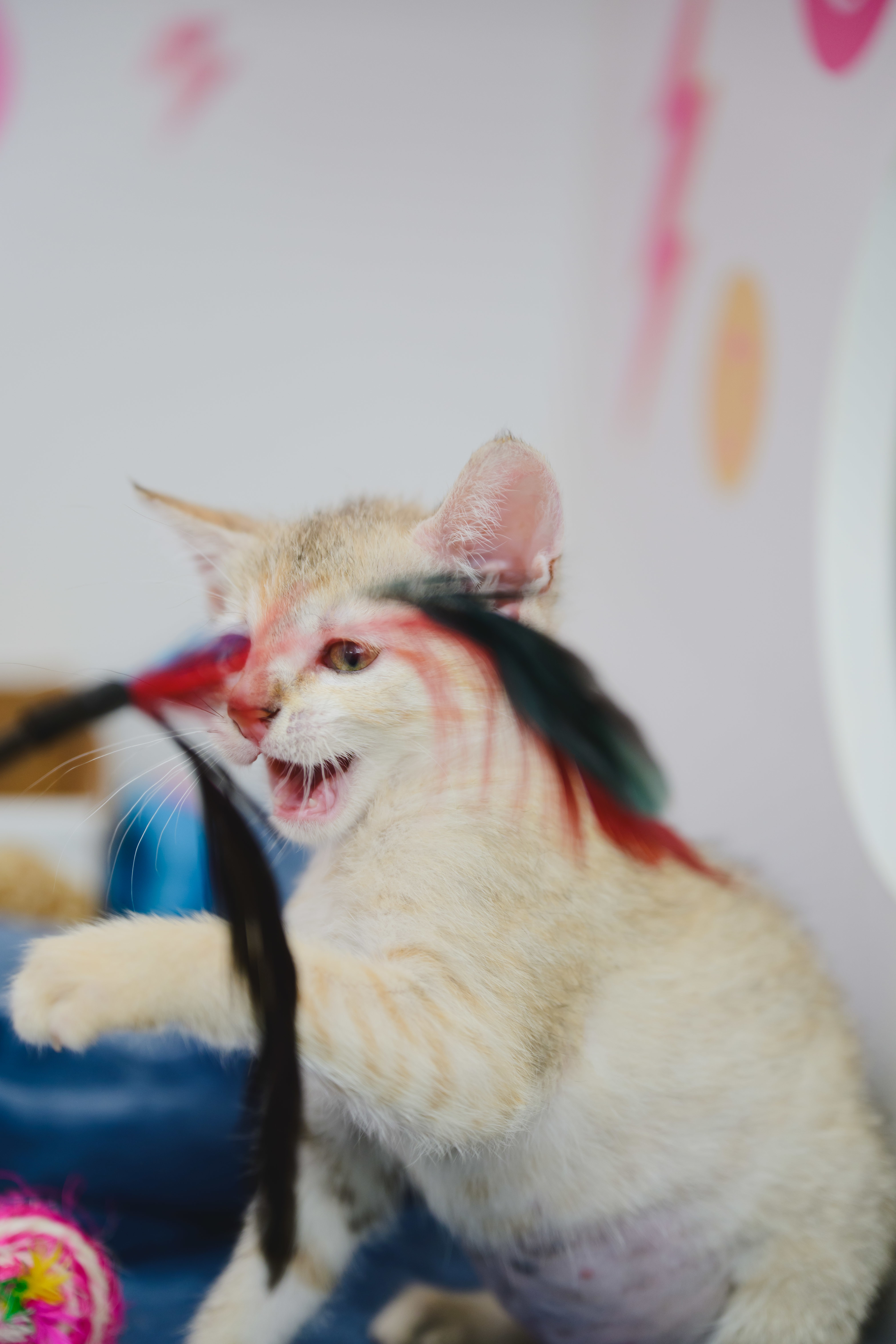 Pinto (Beans), an adoptable Domestic Short Hair in Honolulu, HI, 96826 | Photo Image 4
