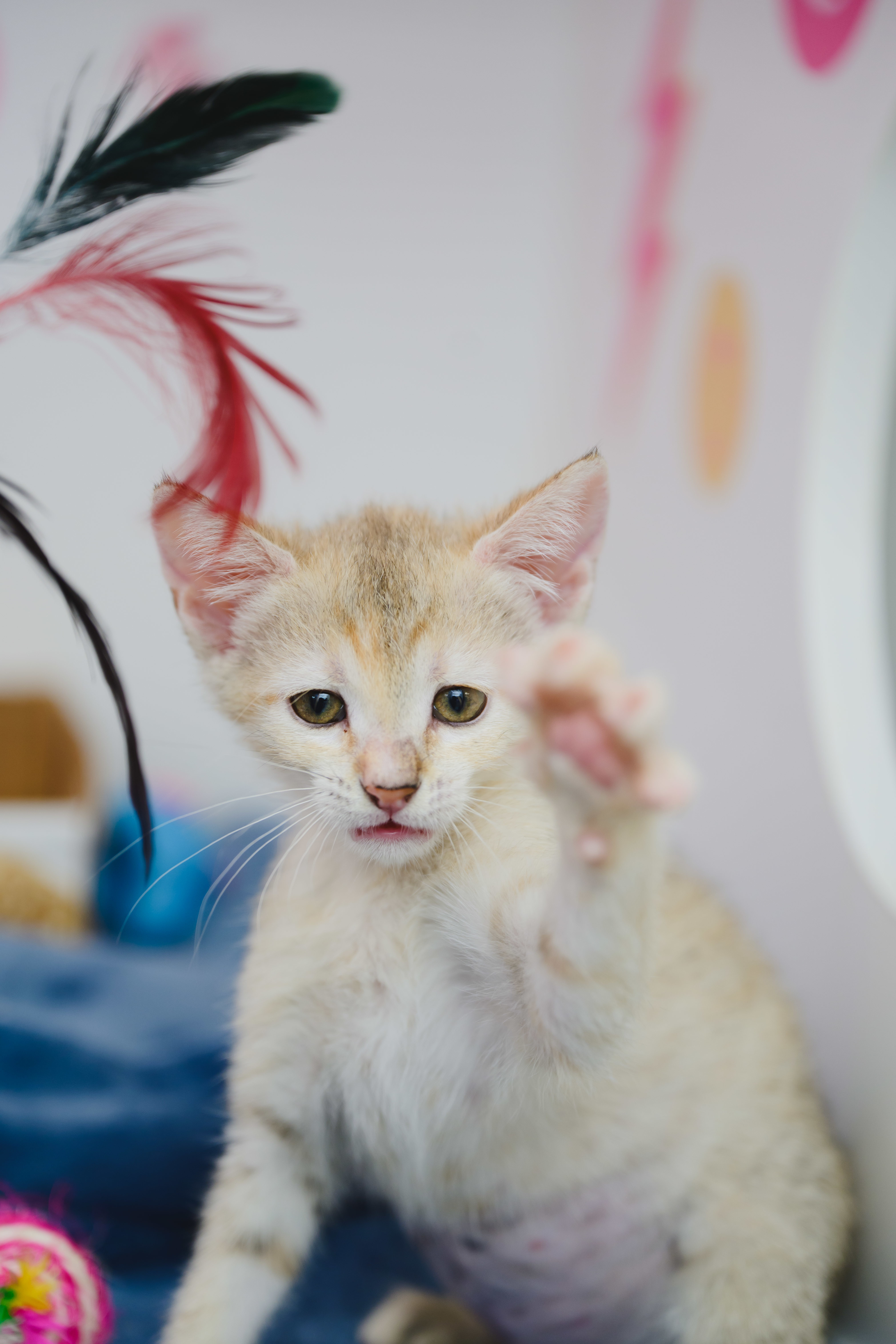 Pinto (Beans), an adoptable Domestic Short Hair in Honolulu, HI, 96826 | Photo Image 5