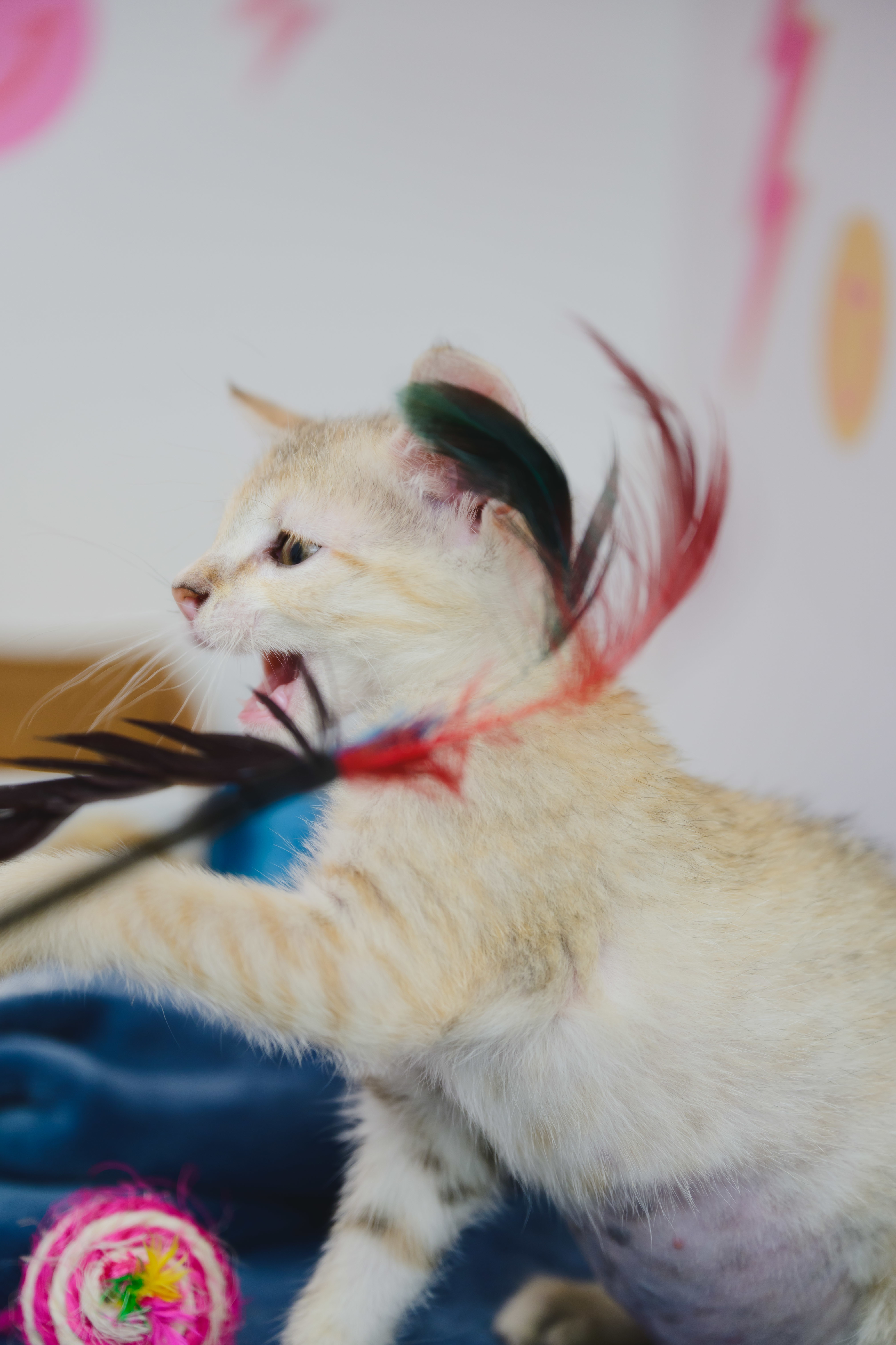 Pinto (Beans), an adoptable Domestic Short Hair in Honolulu, HI, 96826 | Photo Image 6
