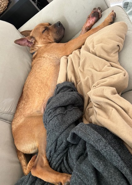 Maximus