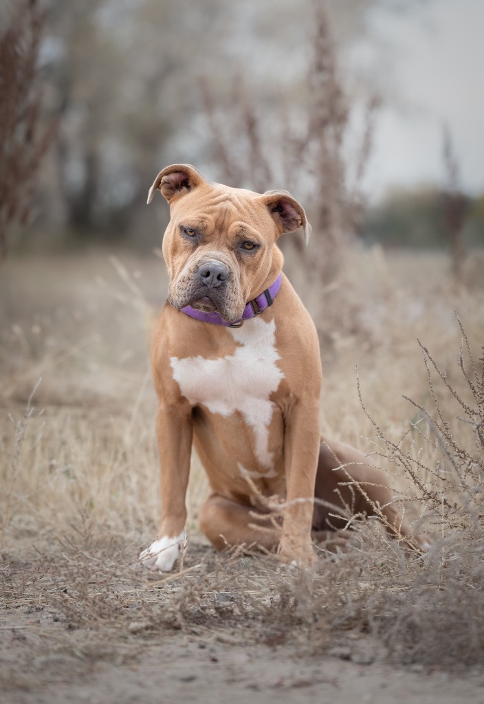 Iris, an adoptable Pit Bull Terrier in Gillette, WY, 82716 | Photo Image 1