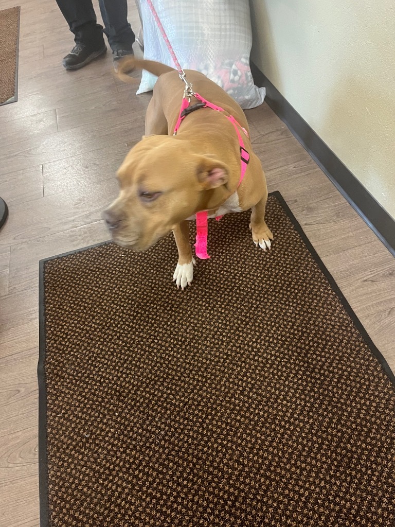 Iris, an adoptable Pit Bull Terrier in Gillette, WY, 82716 | Photo Image 2