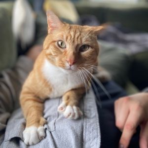 Boris -- Bonded Buddy With Buddy, Adult Male unknown