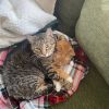 Boris -- Bonded Buddy With Buddy photo 2