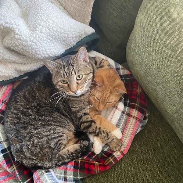 Boris -- Bonded Buddy With Buddy, an adoptable Domestic Short Hair in Des Moines, IA, 50313 | Photo Image 2