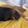 Boris -- Bonded Buddy With Buddy photo 4